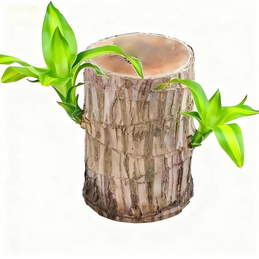 Brazilian Lucky Tree, Wealth & Good Luck Wood Decor with Base, Easy-Grow Indoor Lucky Wood Ornament